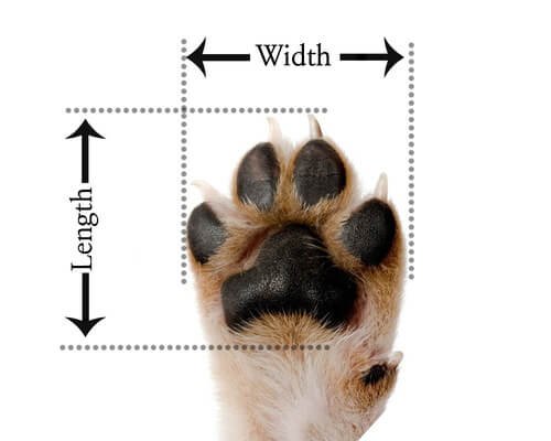 How to Measure your Dog's Paw?