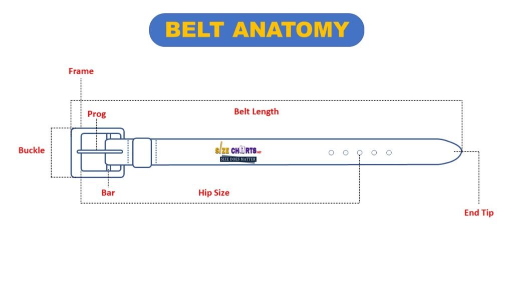 Anatomy of Belt